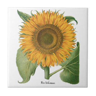 Vintage Sunflower Flower by Basilius Besler Fliese