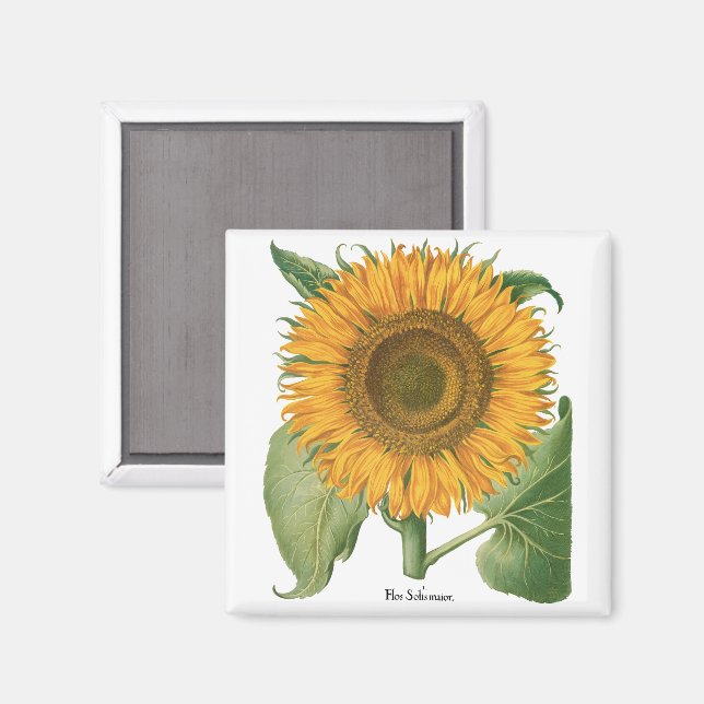 Vintage Sunflower Flower by Basilius Besler Magnet (Vorderseite/Rückseite)