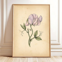 Vintage-Süßerbsen-Blumen-Wandbild mit Rahmen
