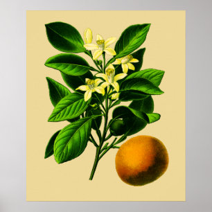 Vintage Süßorange Botanischer Druck Poster