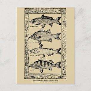 Vintage Süßwasserfische von Louis Rhead Postkarte