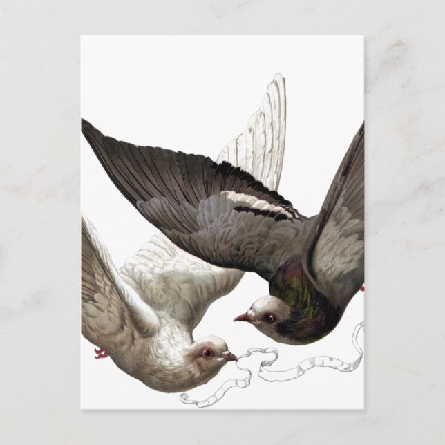 Vintage Tauben Postkarte (Vorderseite)
