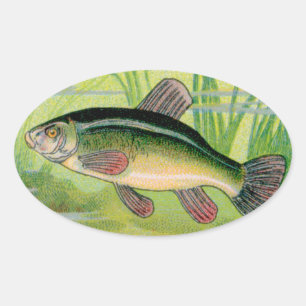 Vintage Tench Fish Print Ovaler Aufkleber