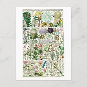 Vintage Tetrandia Blumen Botanischer Chart Postkarte