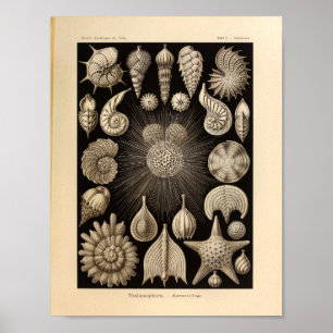 Vintage Thalamophora Color Ernst Haeckel Print Poster