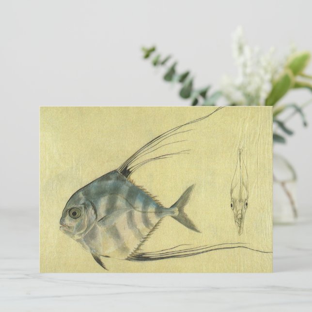 Vintage Threadfin Trevally, afrikanischer Pompano  (Stehend Vorderseite)