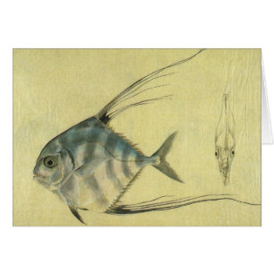 Vintage Threadfin Trevally, afrikanischer Pompano