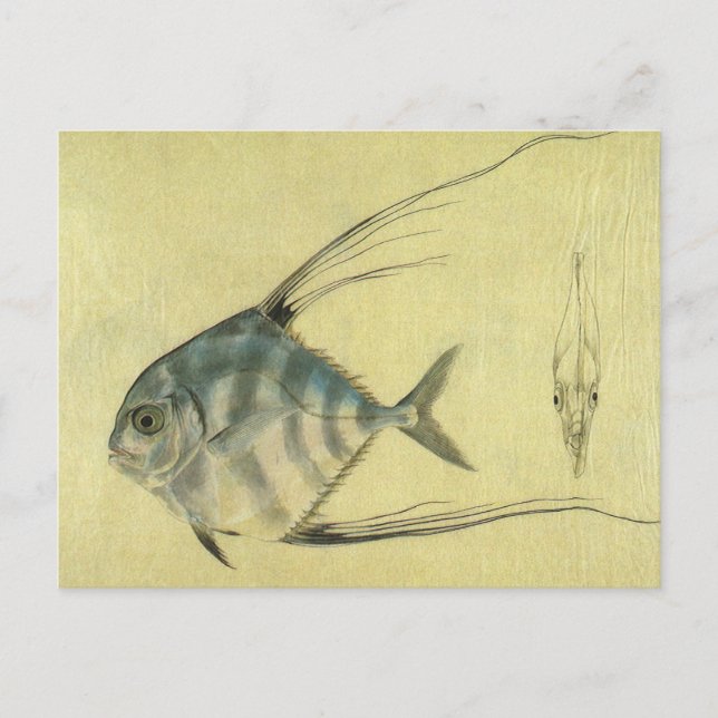 Vintage Threadfin Trevally, afrikanischer Pompano  Postkarte (Vorderseite)