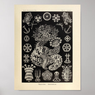Vintage Thuroidea Color Ernst Haeckel Art Print Poster