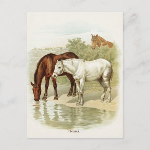 Vintage-Tier süßes Pferd Postkarte