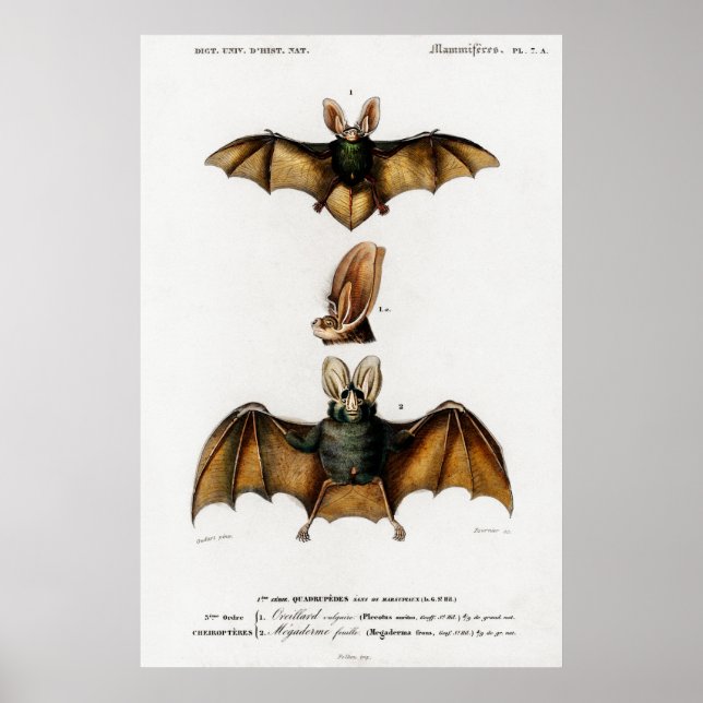 Vintage Tierdarstellung eines Plecotus Poster (Vorne)