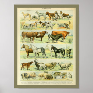 Vintage Tiere in der Landwirtschaft drucken Poster