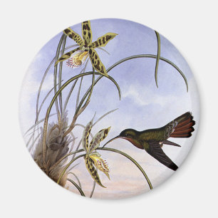 Vintage-Tiere, Kolibri-Vogel-Orchideen-Blumen Magnet