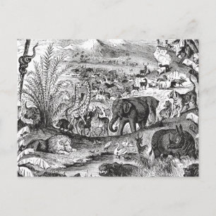 Vintage-Tierillustration aus Afrika aus dem 19. Ja Postkarte