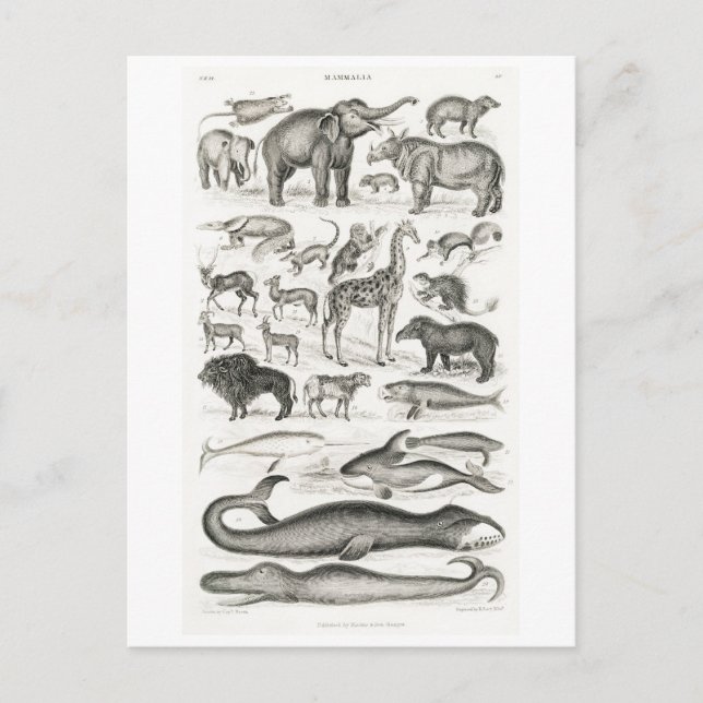 VINTAGE TIERKARTE POSTKARTE (Vorderseite)