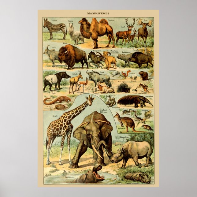 Vintage Tierkunst afrikanischer Wildtiere Poster (Vorne)