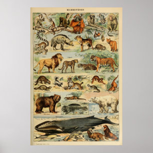 Vintage-Tierkunst Französische Wandkunst Poster