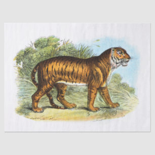 Vintage Tiger-Illustration Seidenpapier