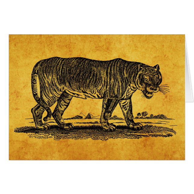 Vintage Tiger-Illustration - Tiger 1800's (Vorderseite (Horizontal))