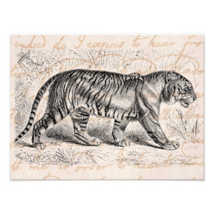 Vintage-Tiger-Illustration Tiger Vorlage Fotodruck