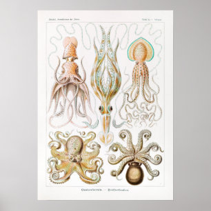 Vintage Tintenfisch-/Kraken-Illustration Poster