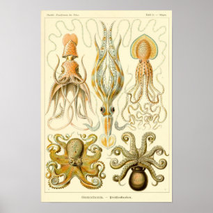 Vintage Tintenfisch-/Kraken-Illustration Poster