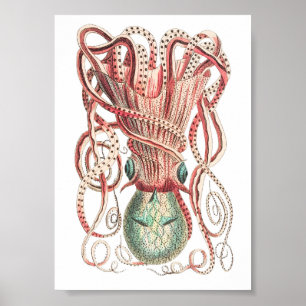 Vintage Tintenfisch-/Kraken-Illustration Poster