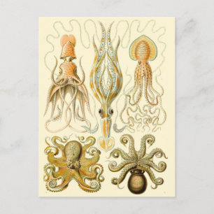 Vintage Tintenfisch/Oktopus Postkarte