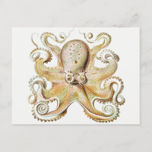 Vintage Tintenfisch Postkarte