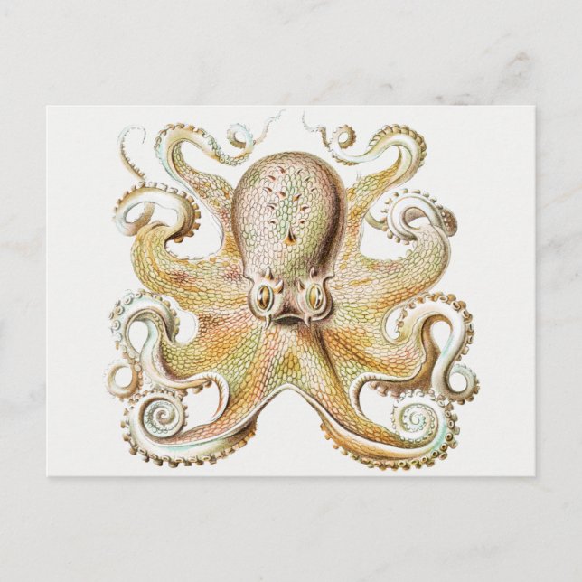 Vintage Tintenfisch Postkarte (Vorderseite)