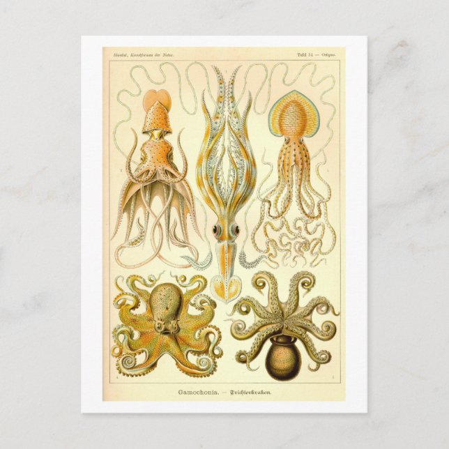 Vintage-Tintenfisch- und Oktopus-Illustration Postkarte (Vorderseite)