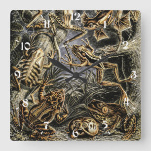 Vintage Toads und Frösche von Ernst Haeckel Quadratische Wanduhr