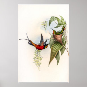 Vintage Topaza Pyra Kolibris von John Gould Poster
