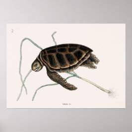 Vintage Tortoise Illustration Poster