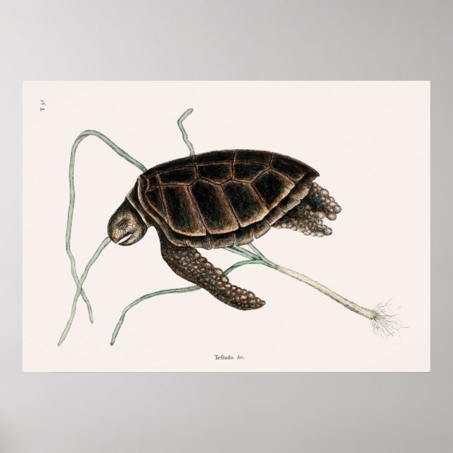 Vintage Tortoise Illustration Poster (Vorne)