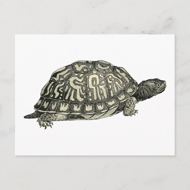 Vintage Tortoise Illustration Postkarte (Vorderseite)
