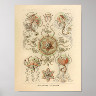 Vintage Trachomedusae Farbe Ernst Haeckel Druck Poster