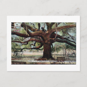 Vintage Treaty Oak Jacksonville Florida Ansichtska Postkarte