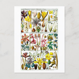Vintage Triandria Botanische Übersicht Postkarte