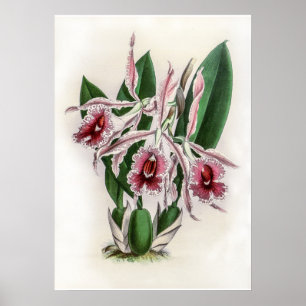 Vintage Trichopilia Lepida Orchideenblüte Poster