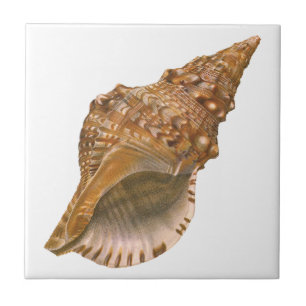 Vintage Triton Seashell Muschel, Meerestiere Fliese