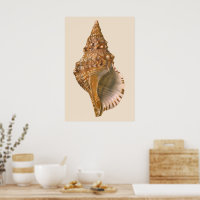 Vintage Triton Seashell Muschel, Meerestiere