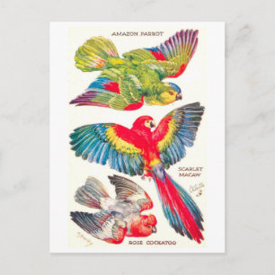 Vintage Tropenvögel Postkarte