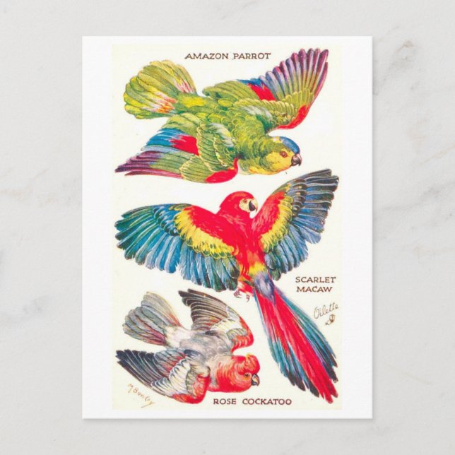 Vintage Tropenvögel Postkarte (Vorderseite)