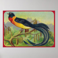 Vintage Tropenvogelausdruck