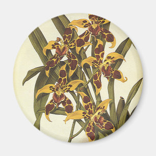 Vintage tropische Odontoglossum Orchid-Blume Magnet