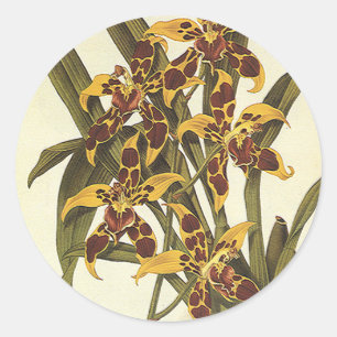 Vintage tropische Odontoglossum-Orchideenblüten Runder Aufkleber