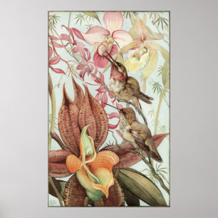 Vintage tropische Orchideen, Blume und Hummingvöge Poster