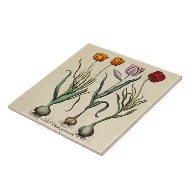 Vintage Tulips Illustration Gelb Rosa Tulip Fliese (Seite)