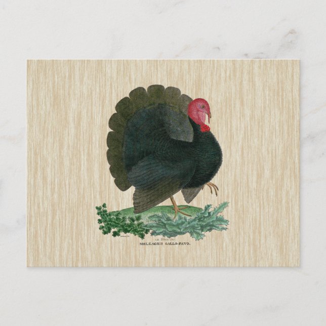 Vintage Türkei Postkarte (Vorderseite)